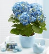 Blue Bird of Happiness
