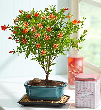 Pomegranate Bonsai