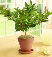 Meyer Lemon Tree