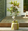 Magnolia Tree