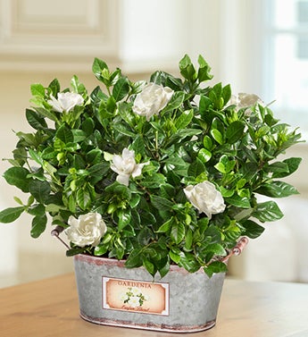 Vintage Blooming Gardenia