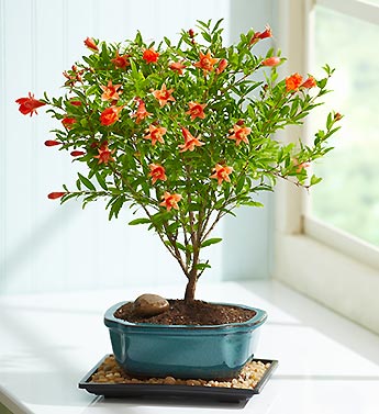 Plant of the Month