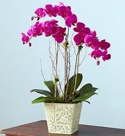 Alluring Magenta Orchid Garden