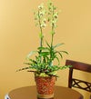 Starlight Dendrobium Orchid