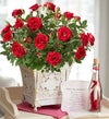 Royal Red Rose