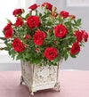 Royal Red Rose