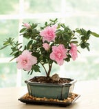 Bonsai of the Month Club