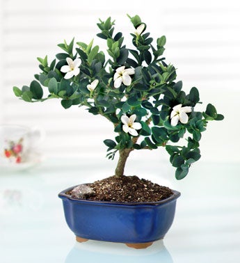 Bonsai of the Month(sm)