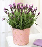 Blooming Plant of the Month Club