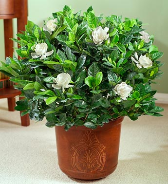Gardenia Floor Plant