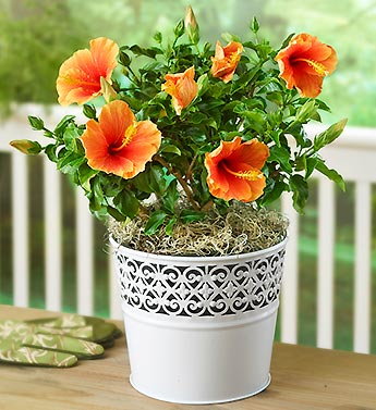 Tropical Hibiscus