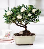 Bonsai of the Month Club