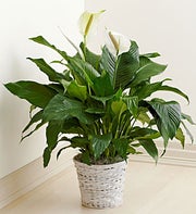 Funeral Plants