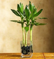 Lucky Bamboo