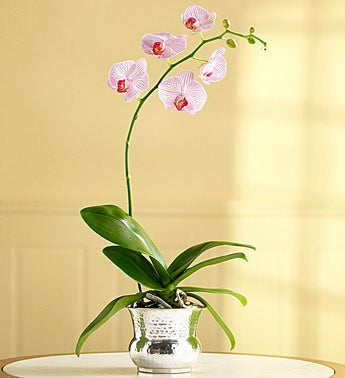 Orchid in metal container
