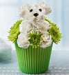Pup-cake in Bloom?