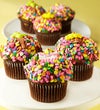 Happy Birthday Gourmet Decorated Cupcakes