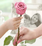 Infinite Colored Roses