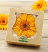 Preserved Yellow Gerbera