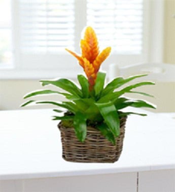 Bromeliad