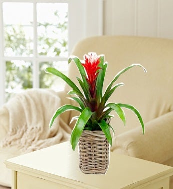 Guzmania Plant