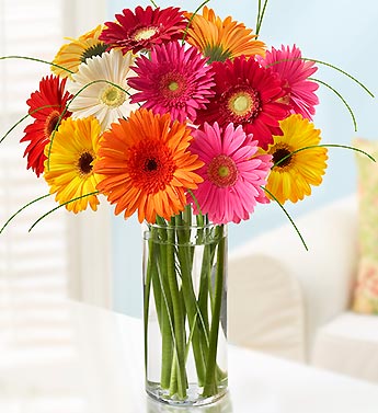 Gorgeous Gerberas