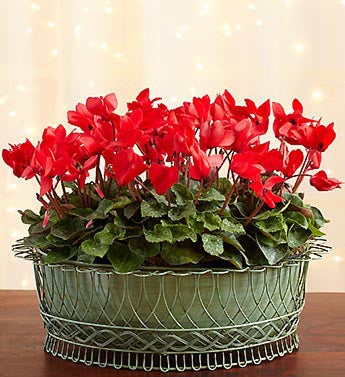 Cyclamen