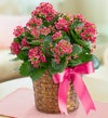 Kalanchoe Plant