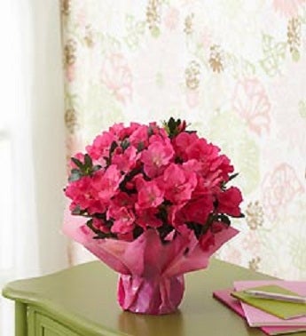 Blooming Azalea