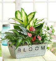 Arrangement of Plants