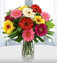 Simply Gerberas