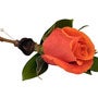 Groom's Boutonniere